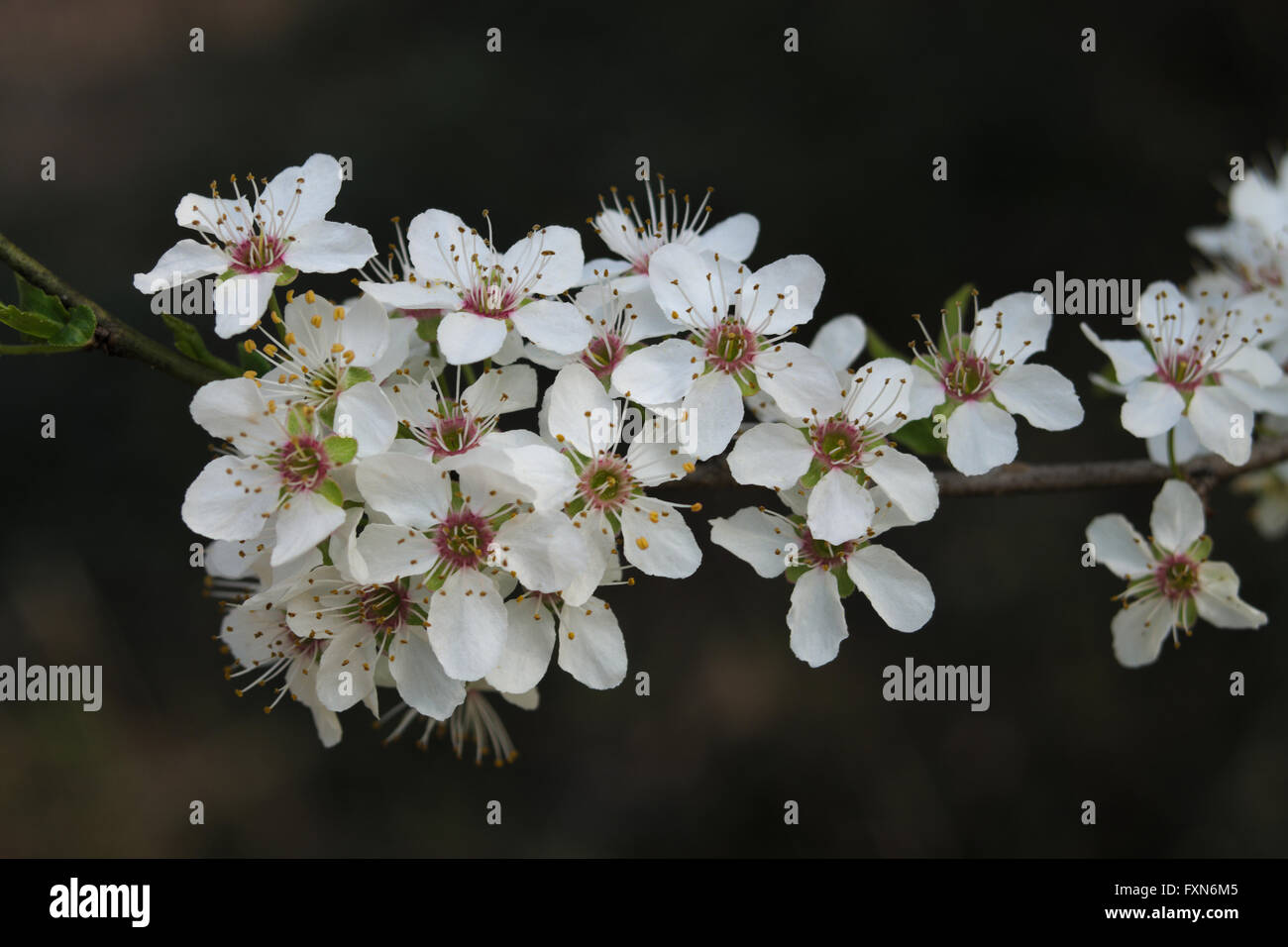 Detail der Blüte Greengage oder Pflaumenmus Pflaumenbaum (Prunus Domestica) Stockfoto