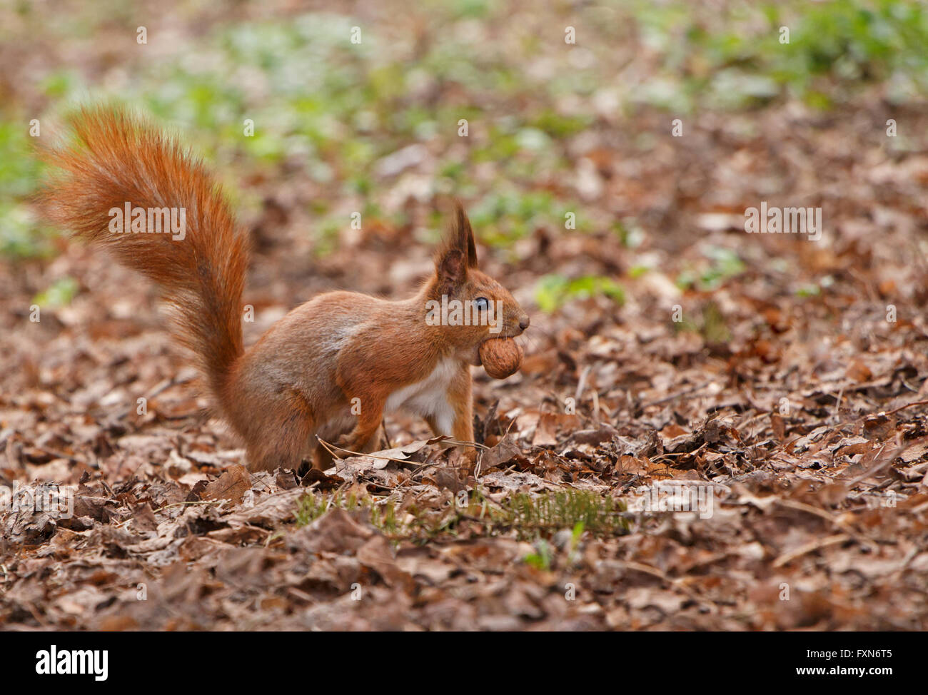 Eichhörnchen mit Nuss ausgeführt Stockfoto