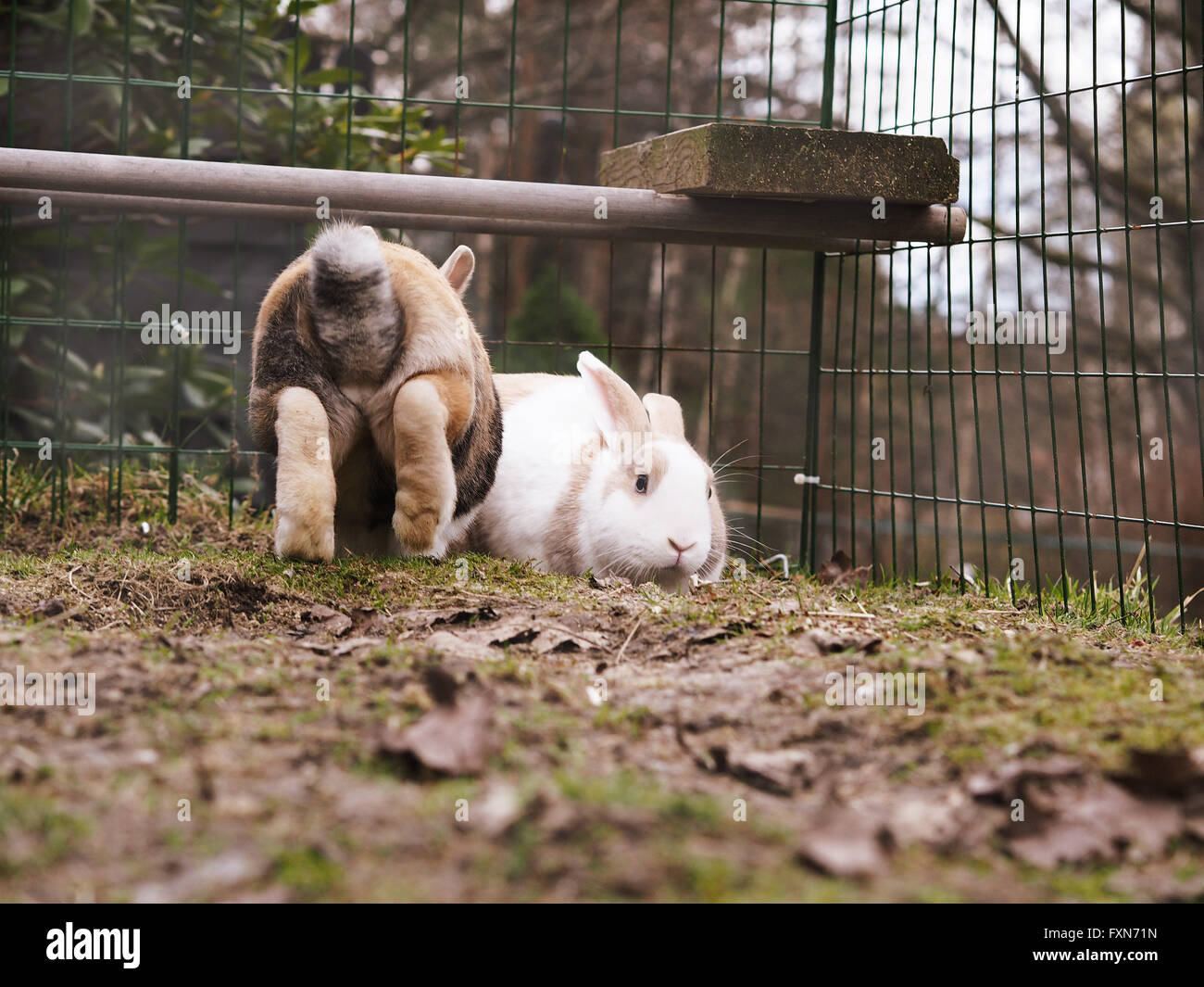 Braune Und Wei e Hase Kaninchen Drau en Mischung Aus Fl mischer braune-und-wei-e-hase-kaninchen-drau-en-mischung-aus-fl-mischer