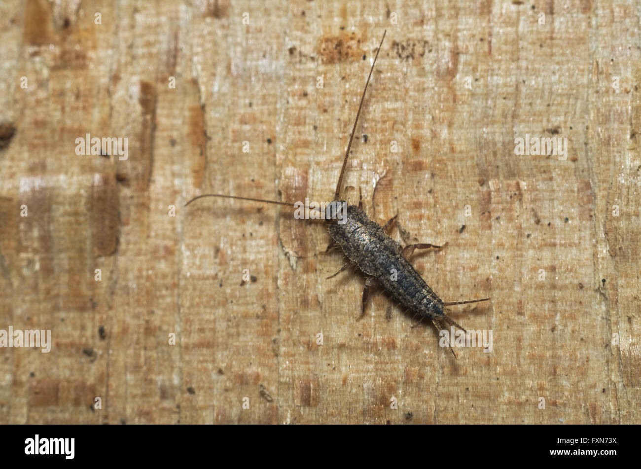 Silberfischchen erkunden auf einem Stück Holz Stockfoto