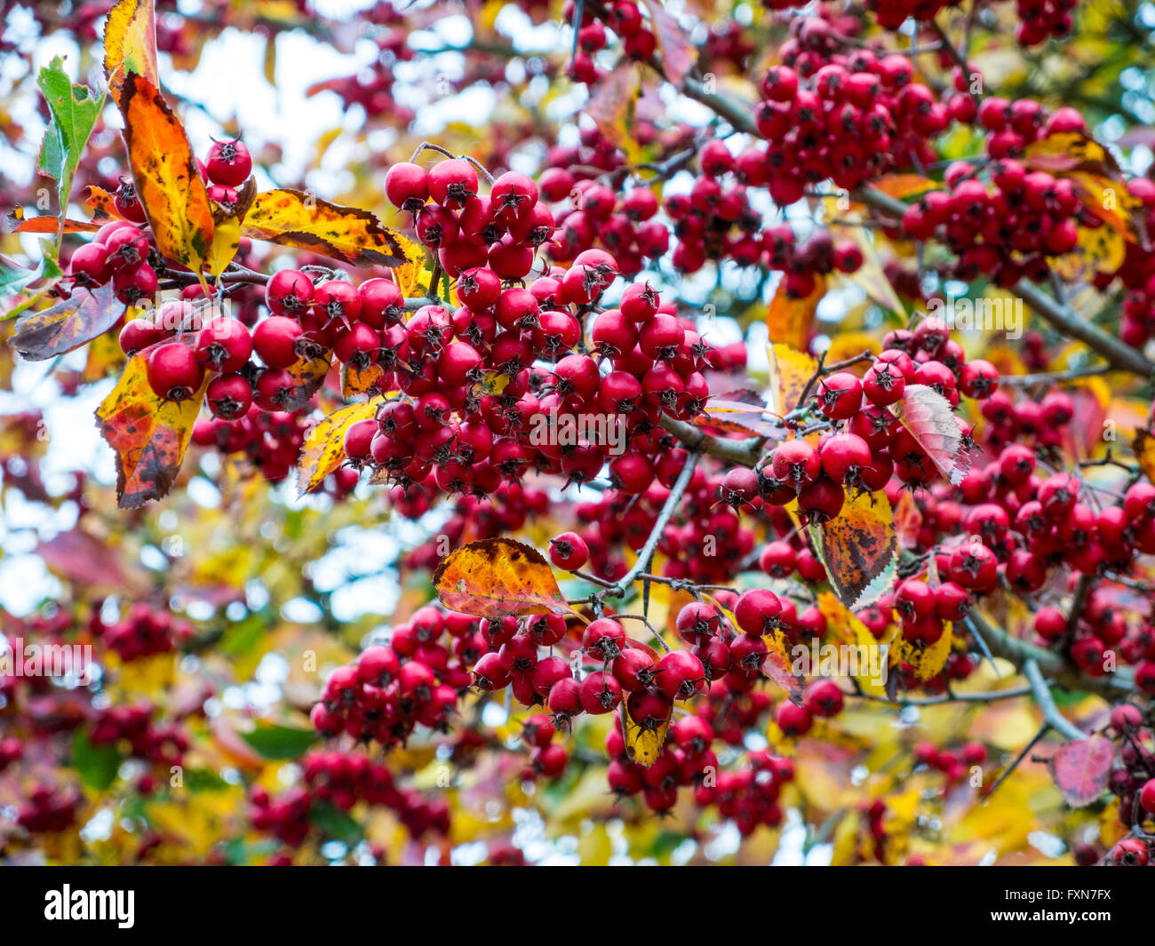 Früchte der Elsbeere, Felsenbirne, im Herbst Stockfoto