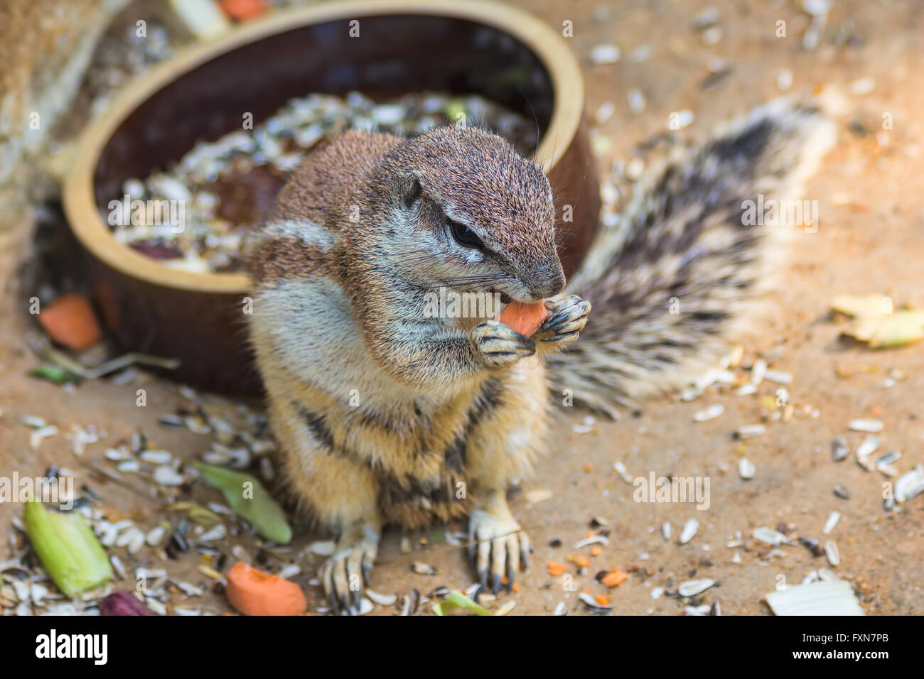 Eichhörnchen Essen Karotte Stockfoto