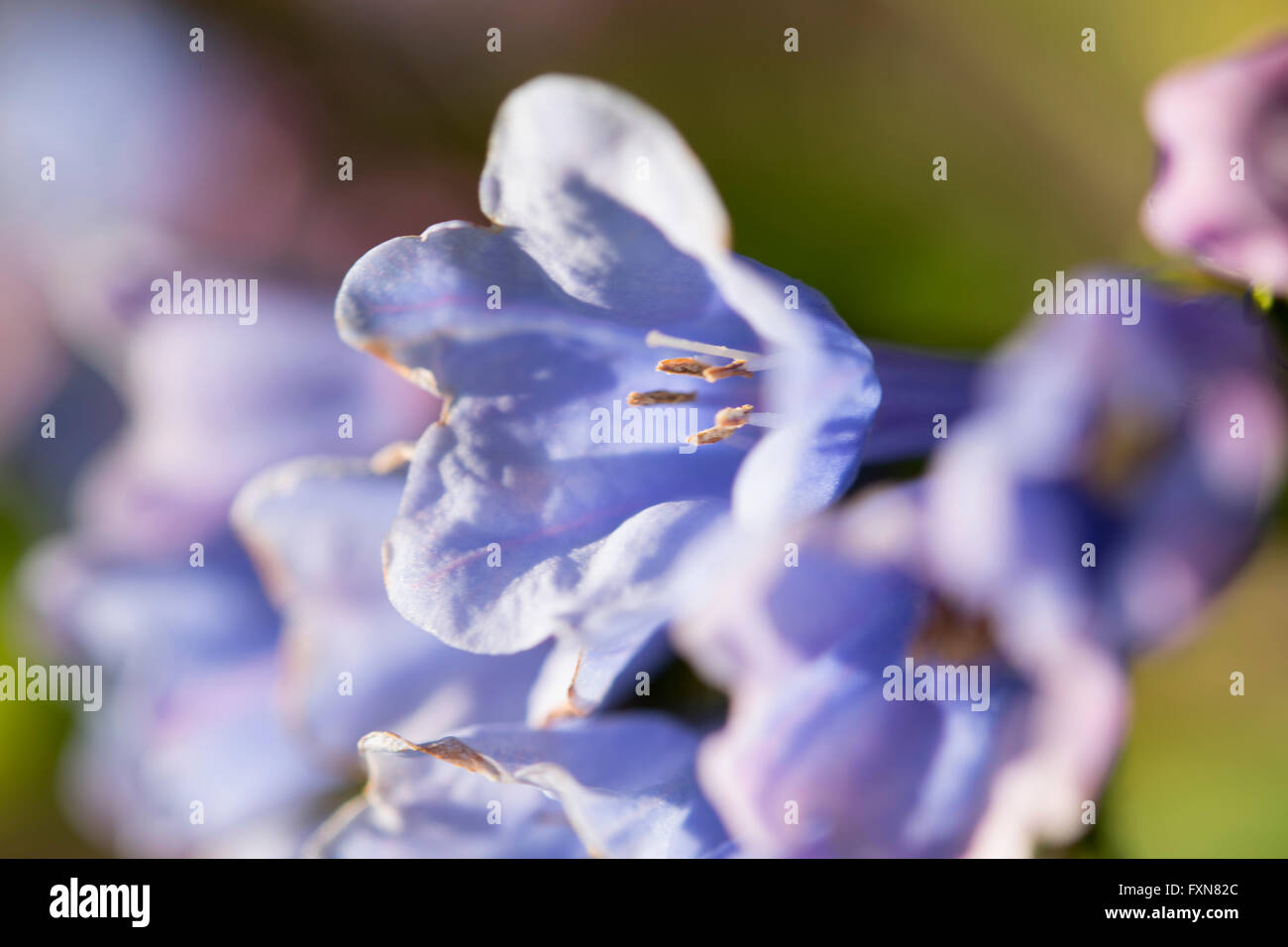 Blue Bell-Blumen-Nahaufnahme Stockfoto