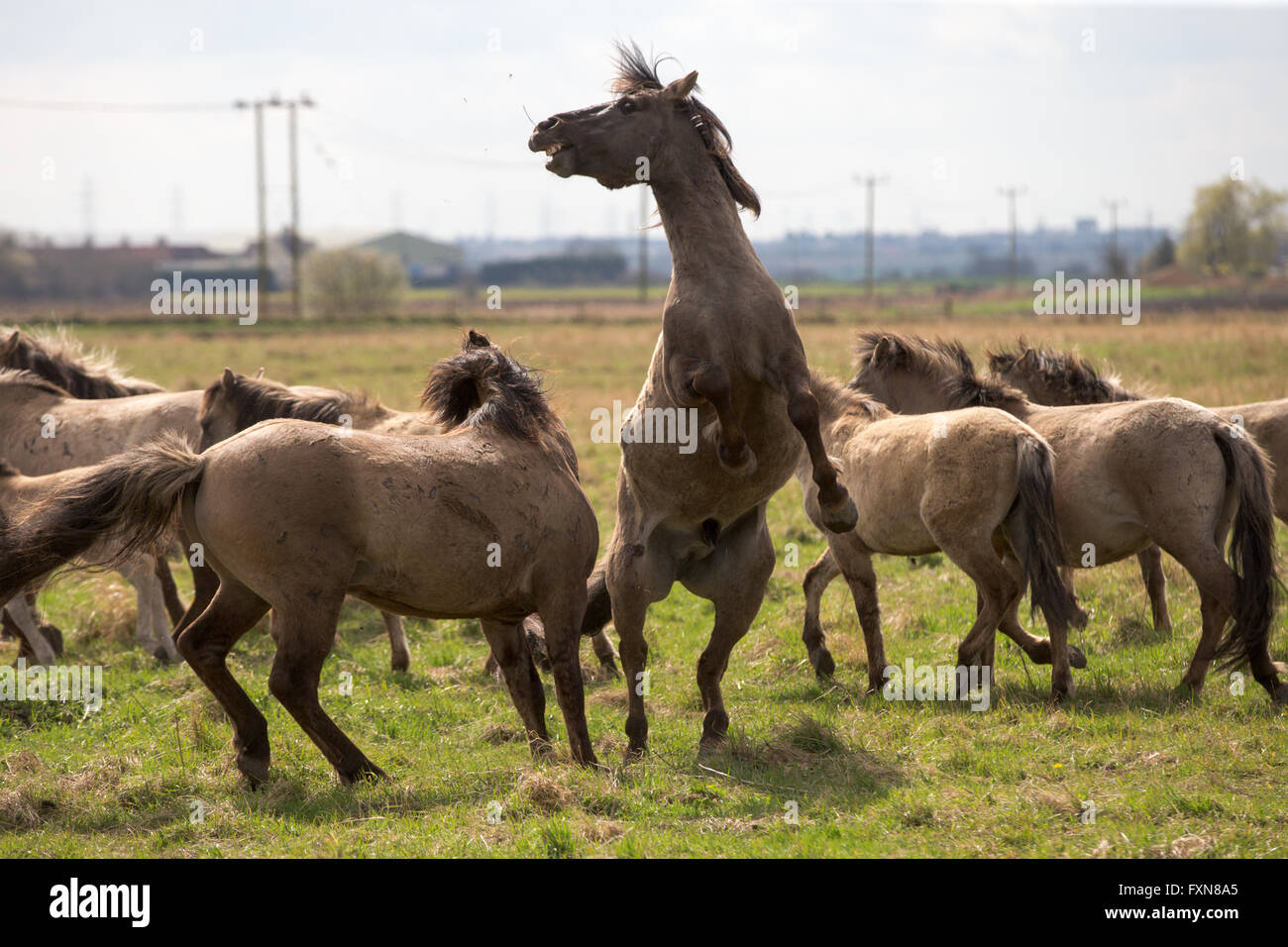 Wilde Konik-Pferde auf Wicken Moor in Cambridgeshire Stockfoto
