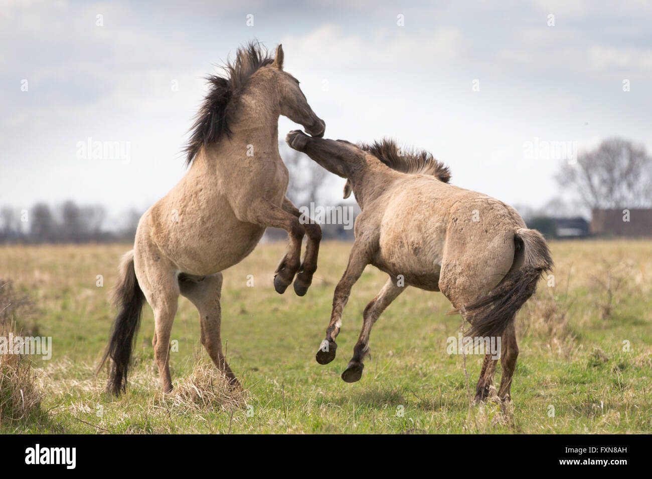 Wilde Konik-Pferde auf Wicken Moor in Cambridgeshire Stockfoto