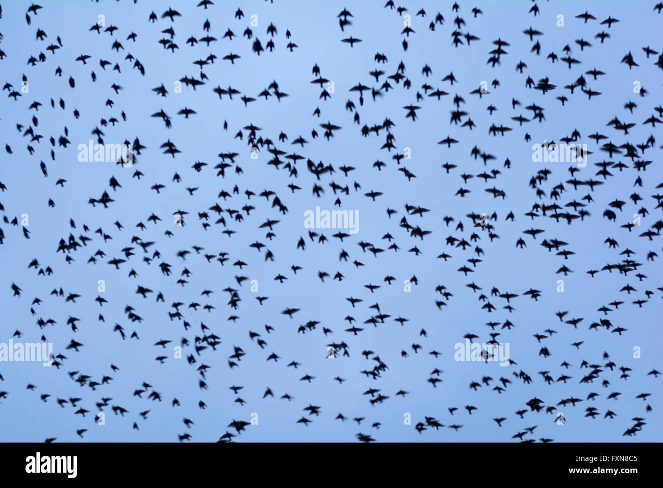 Ein Murmuration der Stare im Winter als ein Schwarm Vögel im Flug  Stockfotografie - Alamy