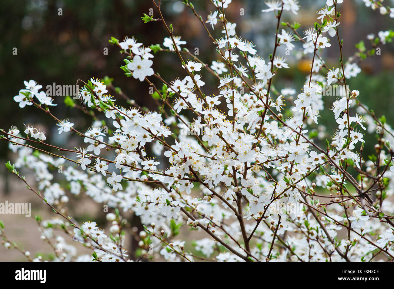 Baum Frühling blühende Kirschbäume im Garten Stockfoto