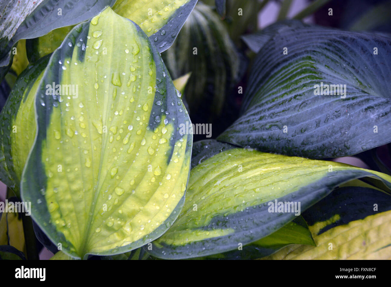 Nahaufnahme von Hosta (Captain Kirk) mit Regentropfen auf den Blättern auf der Southport Herbst Flower Show. Lancashire UK. Stockfoto