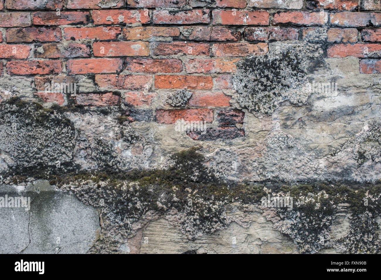 Distressed Wand mit Moos und bröckelt Rendern Stockfoto