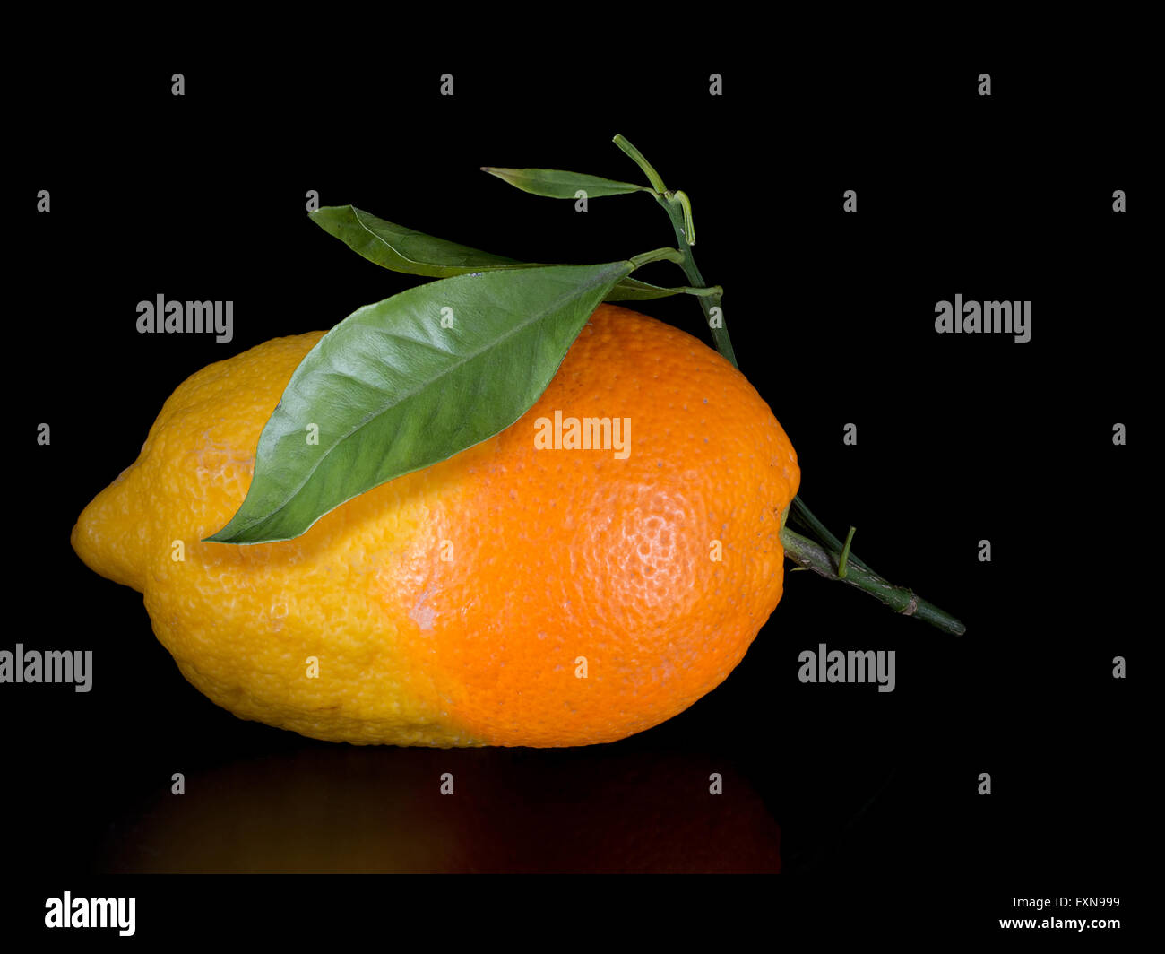 Leben haben süßer. Verbesserung, Änderung für das bessere Konzept. Zitrone, Orange. Stockfoto