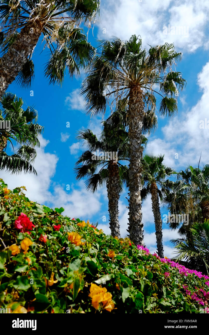 Palmen, erschossen vor einem blauen aber bewölkten Himmel mit hellen Colouful Blumen im Vordergrund Stockfoto