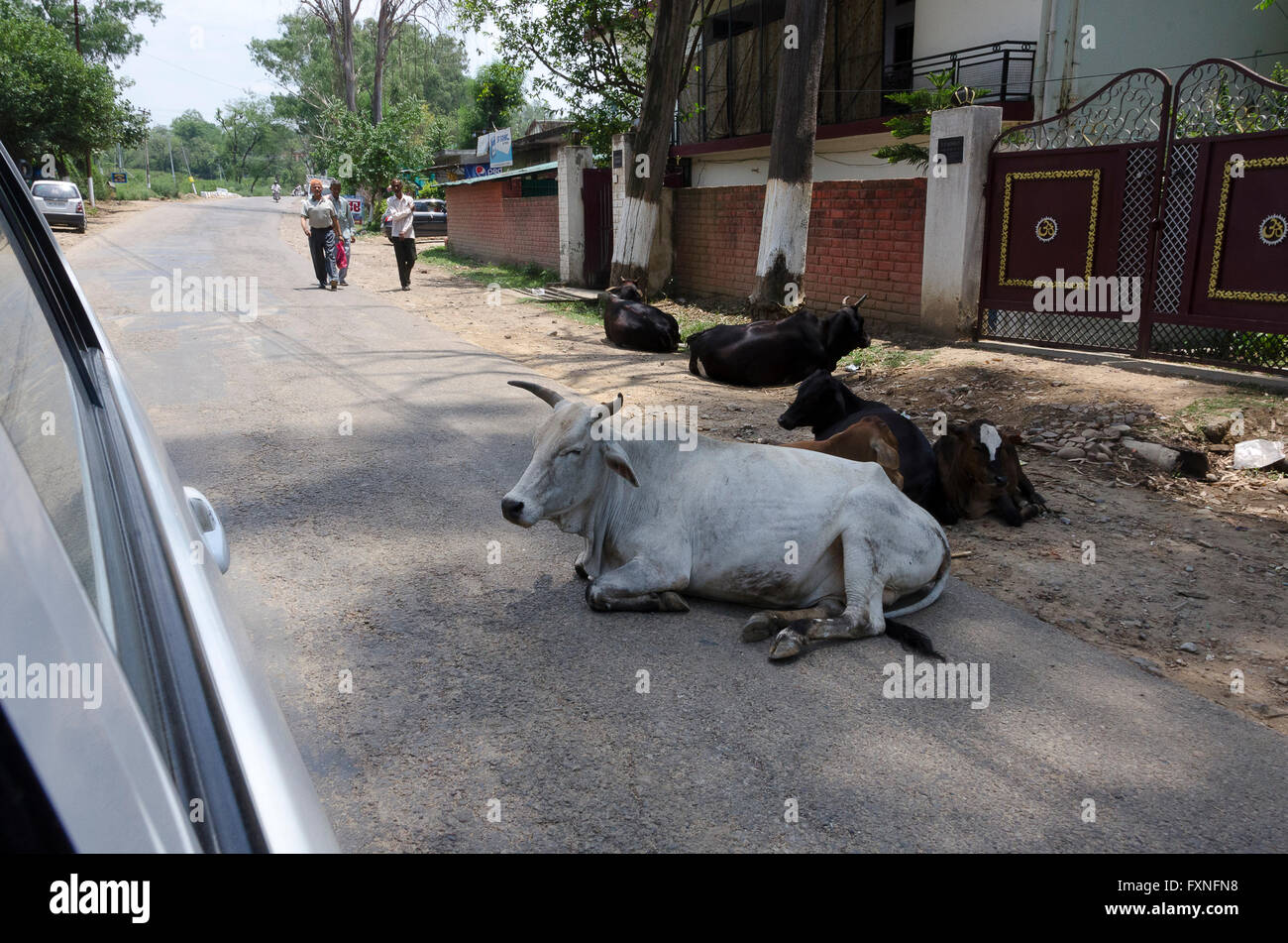 Kühe sitzen Straße im Verkehr, in der Nähe von Dharamsala Kangra Distict, Himachal Pradesh, Indien. Stockfoto