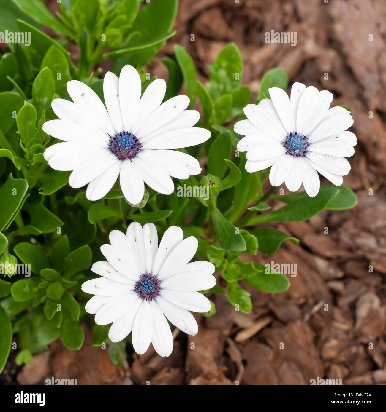 Weiße Osteospermum. Andere allgemeinen Namen: South African Daisy, Cape Daisy und blauäugige Daisy. Stockfoto