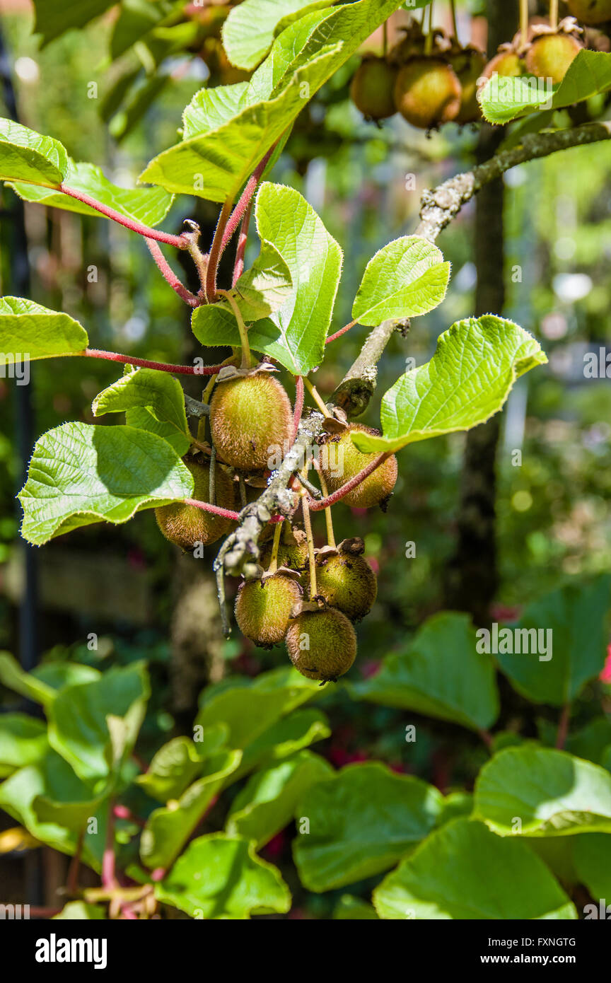 Kiwis hängen an den Rebstöcken im Obstgarten Stockfoto