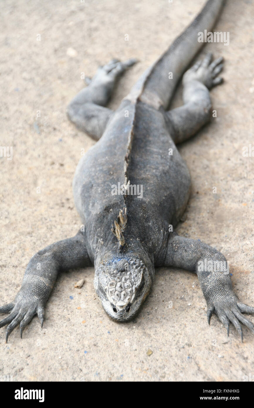 Galapagos marine Iguana, Amblyrhynchus Cristatus. Stockfoto