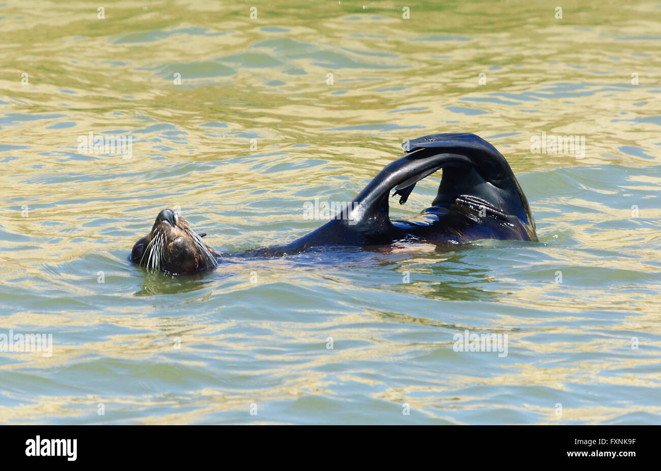 Australischer Seebär (Arctocephalus percivali Doriferus), Goolwa, Südaustralien, SA, Australien Stockfoto