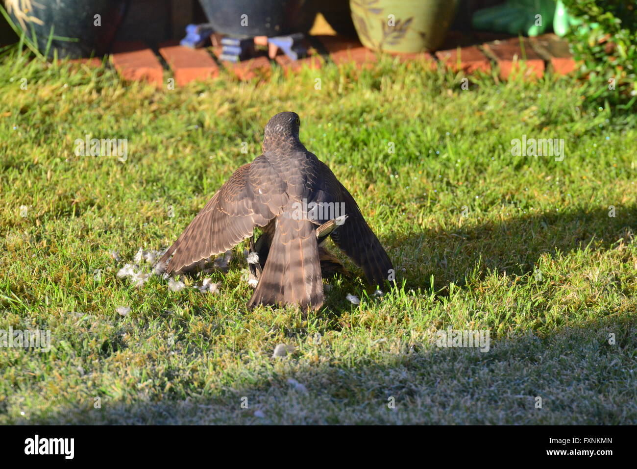 Ein Sperber Essen eine Taube in einem Garten in England im Frühling Stockfoto