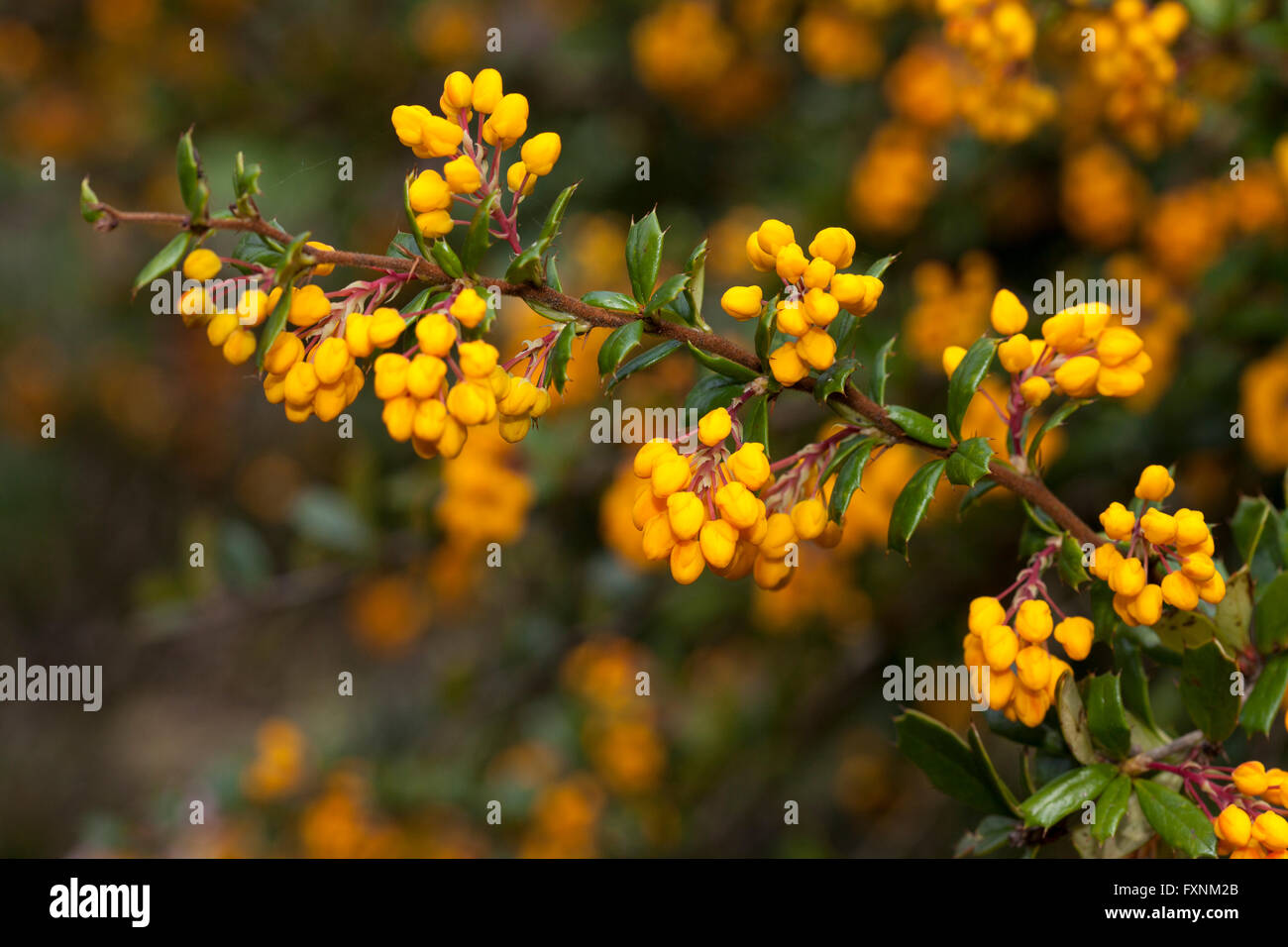 Darwins Berberitze (Berberis Darwinii) verbreitet Argentinien, Chile Stockfoto