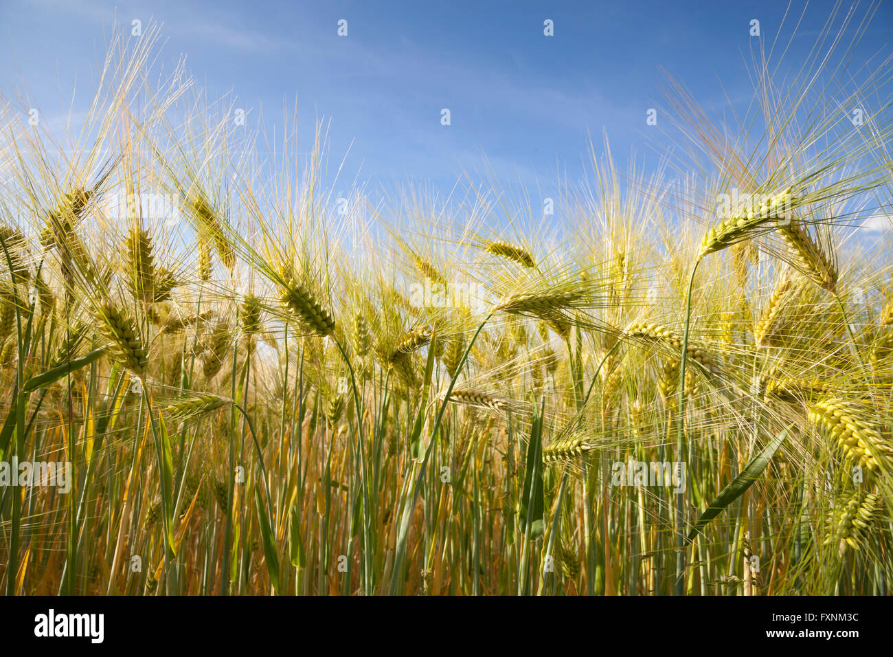 Gerste (Hordeum Vulgare), Ohren, Feld, North Rhine-Westphalia, Deutschland Stockfoto