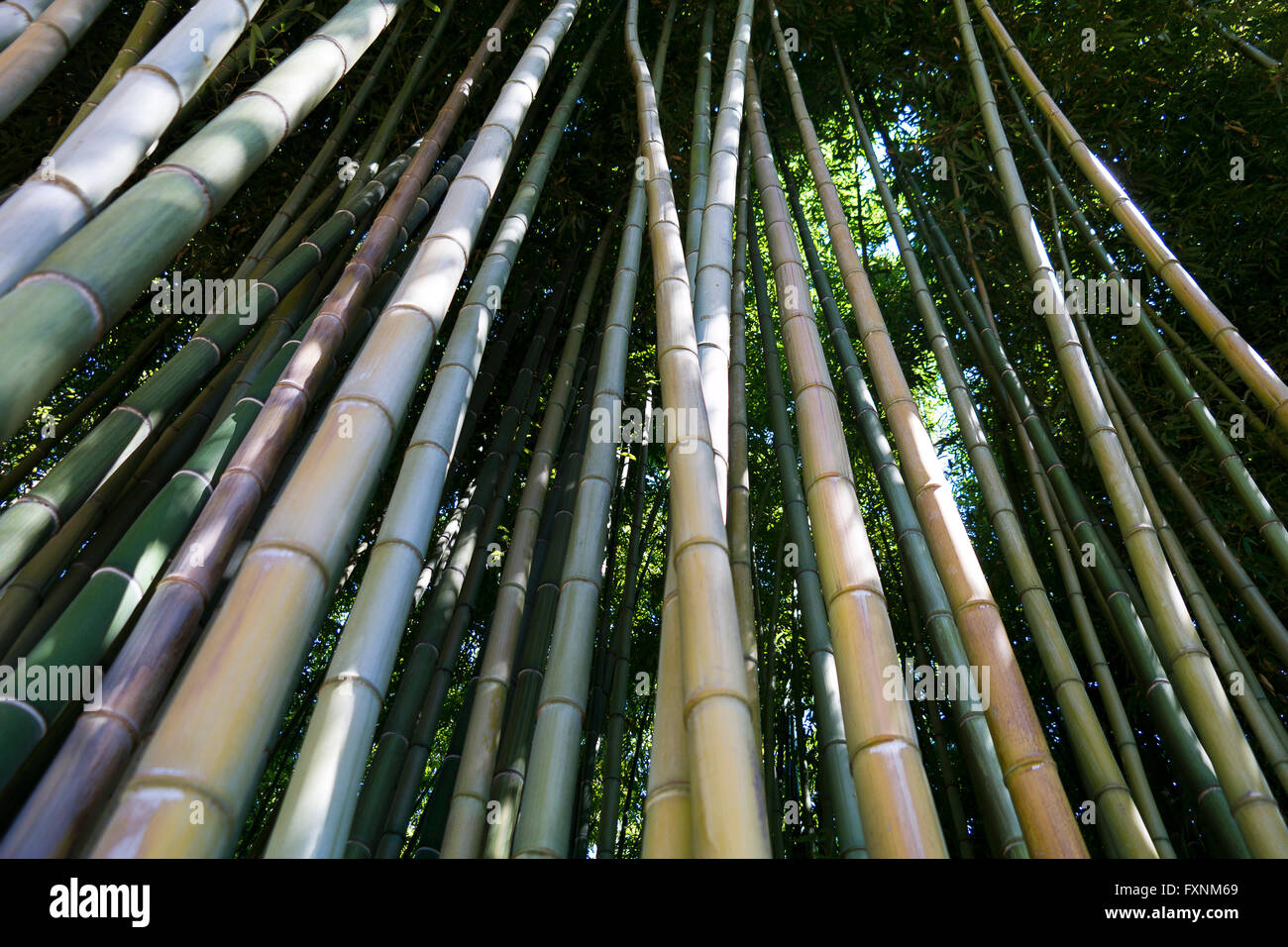 Bambus-Wald, Garten von Ninfa, Ninfa, Provinz Latina, Italien Stockfoto