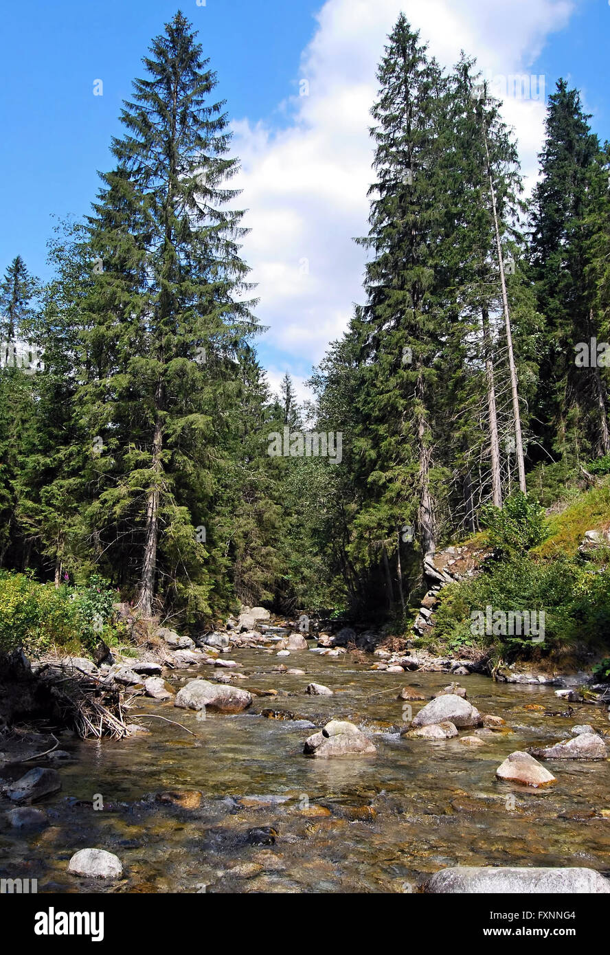 Stream mit Steinen und Bäumen auf Rackova Dolina Tal in Bergen Zapadne Tatry in Slowakei Stockfoto