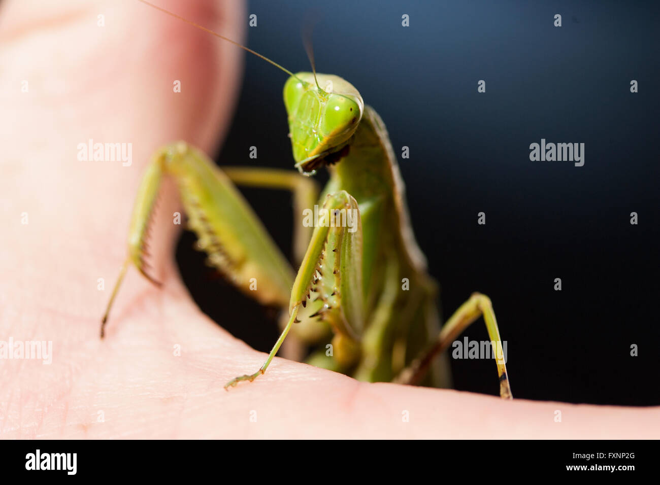 Eine Gottesanbeterin in Südafrika gesehen. Stockfoto