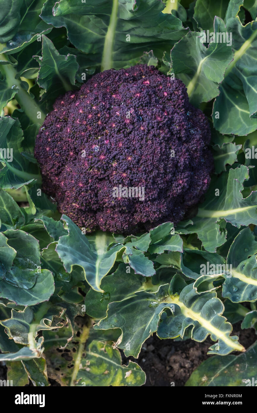Lila Brokkoli Gemüsepflanze Stockfoto