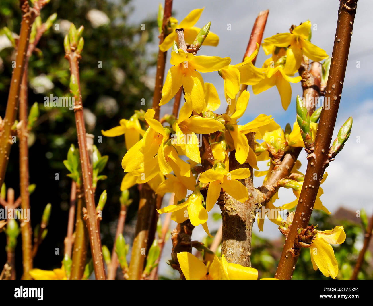 Blüten der Forsythien Viridissma auf eine stark beschnittene Pflanze zeigt Blüte am letzten Jahre Wachstum. Stockfoto