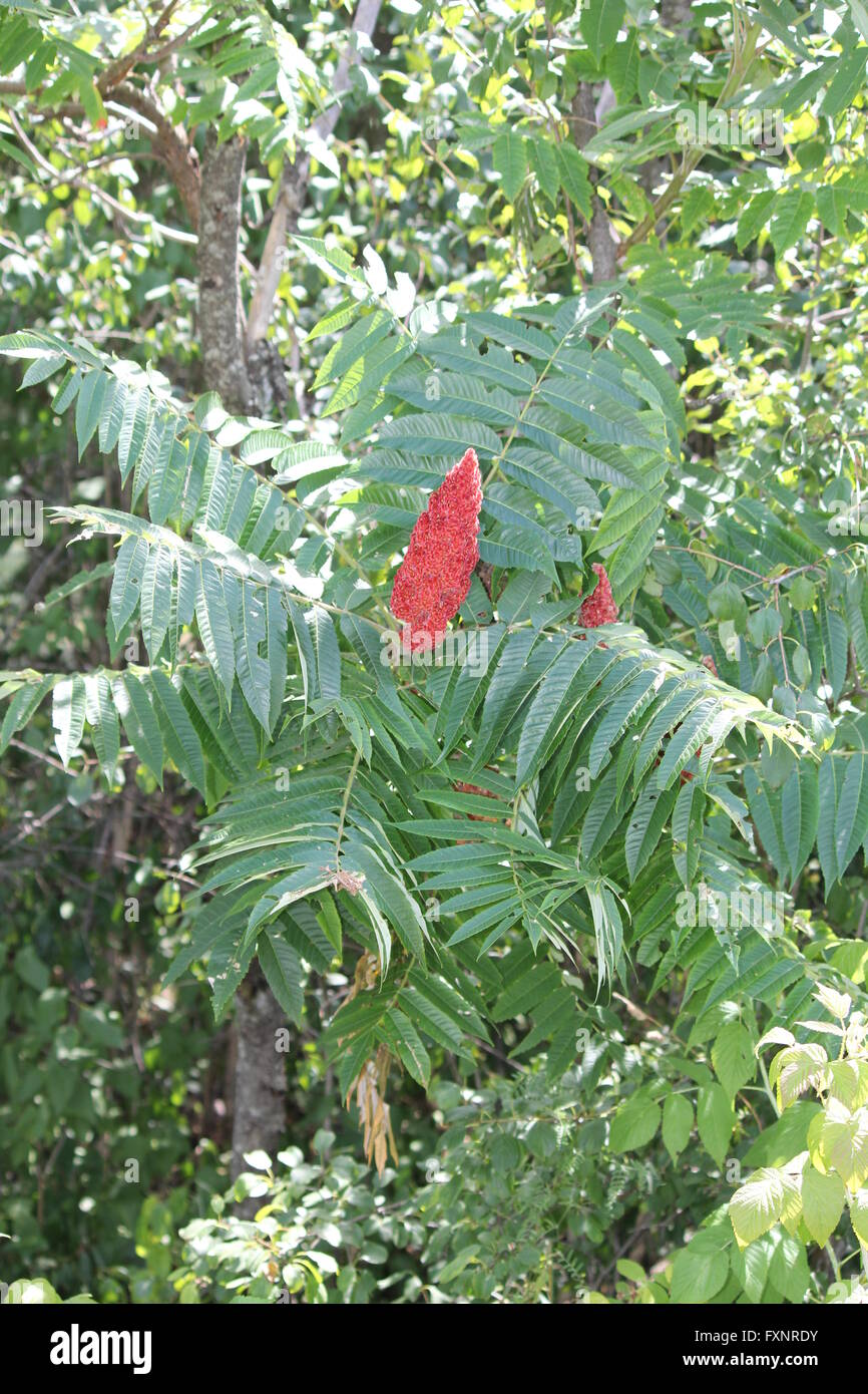 Sumac bush Fotos und Bildmaterial in hoher Auflösung Alamy