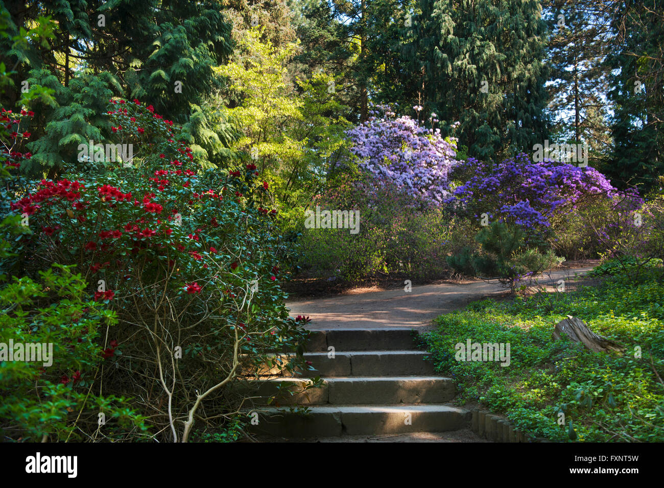 Deutschland, NordrheinWestfalen, KölnRodenkirchen, Forstbotanischer
