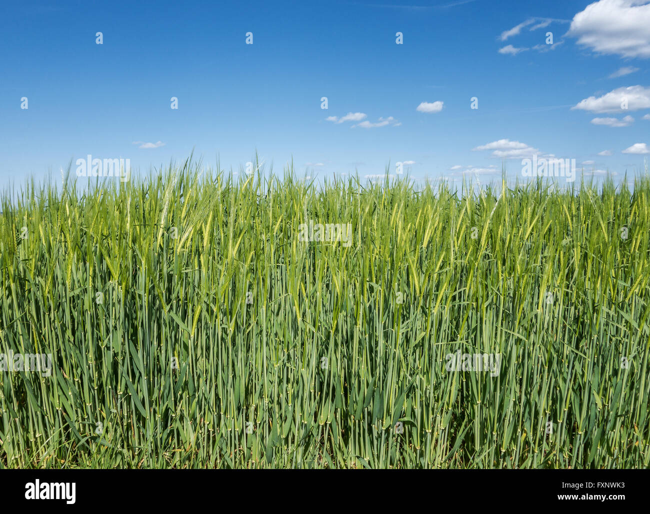 Junge grüne Gerste Stockfoto