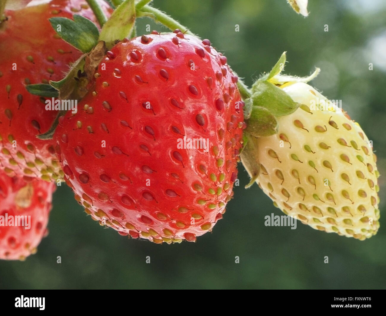 Rasse, die Erdbeeren Pflanzen Stockfoto