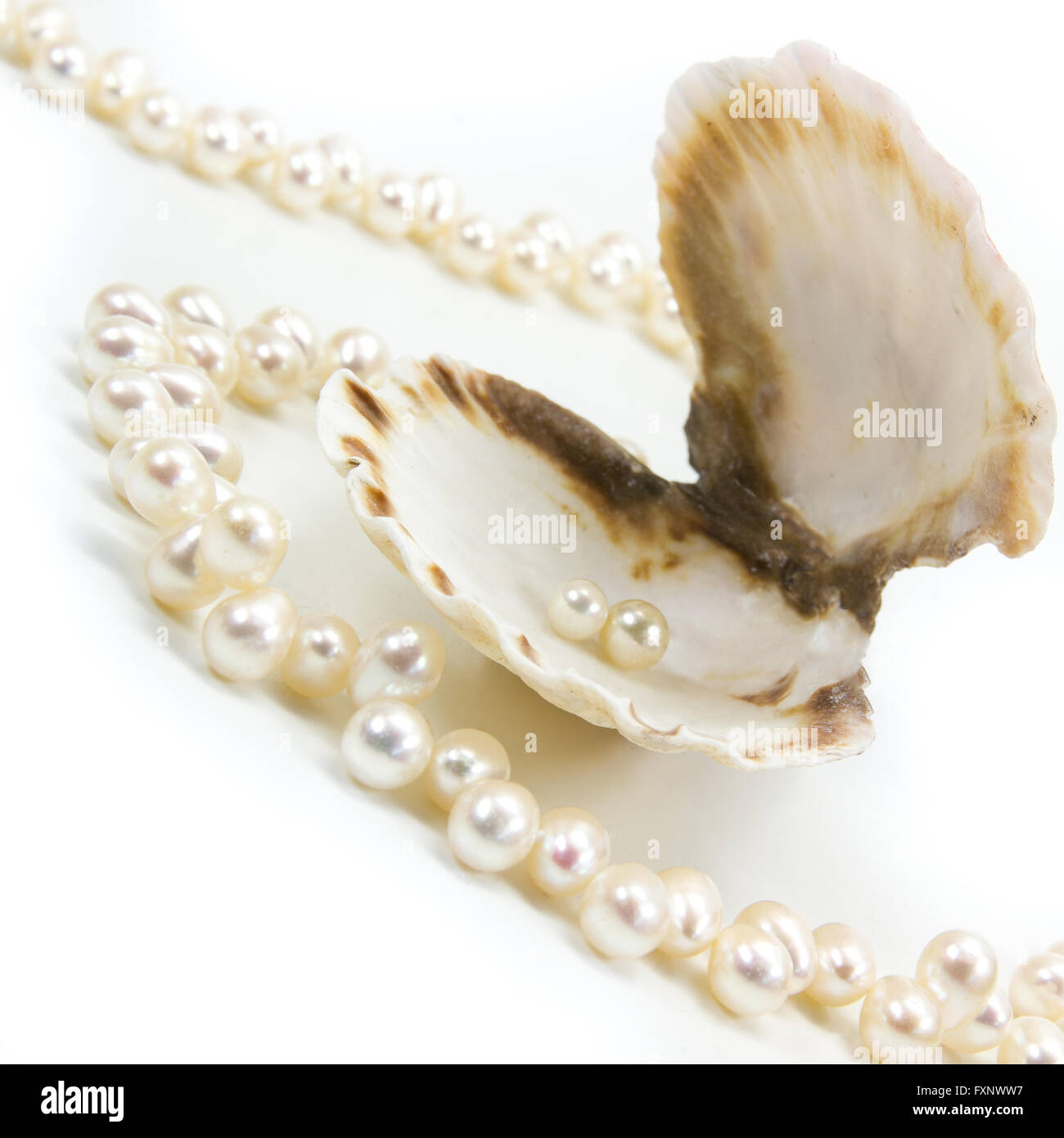 Perlenkette aus der Muschel Stockfoto