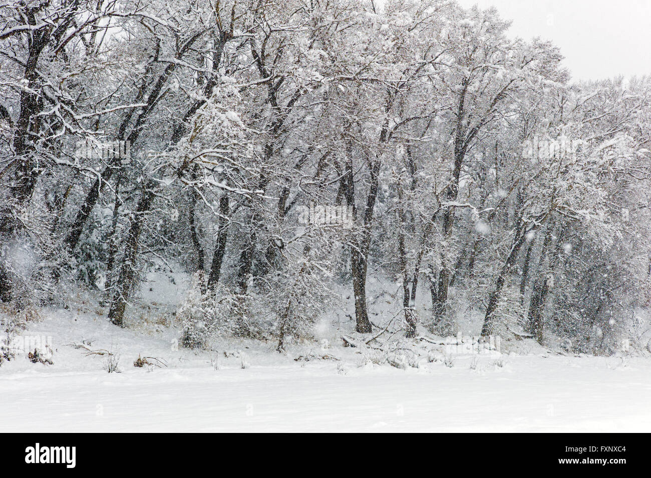 Frische April Schneesturm Bankets Bäume: Vandaveer Ranch; Salida; Colorado; USA Stockfoto
