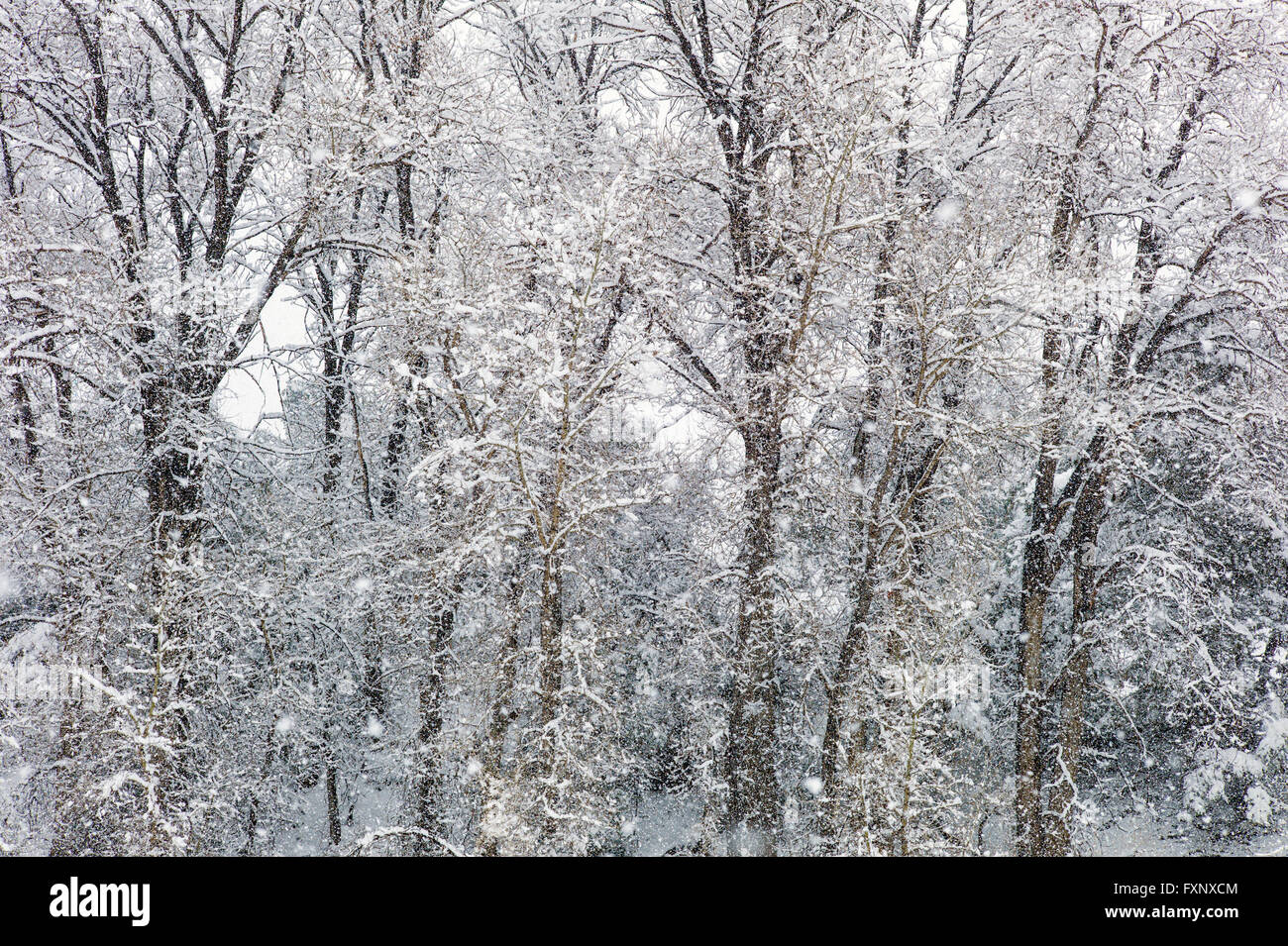 Frische April Schneesturm Bankets Bäume: Vandaveer Ranch; Salida; Colorado; USA Stockfoto