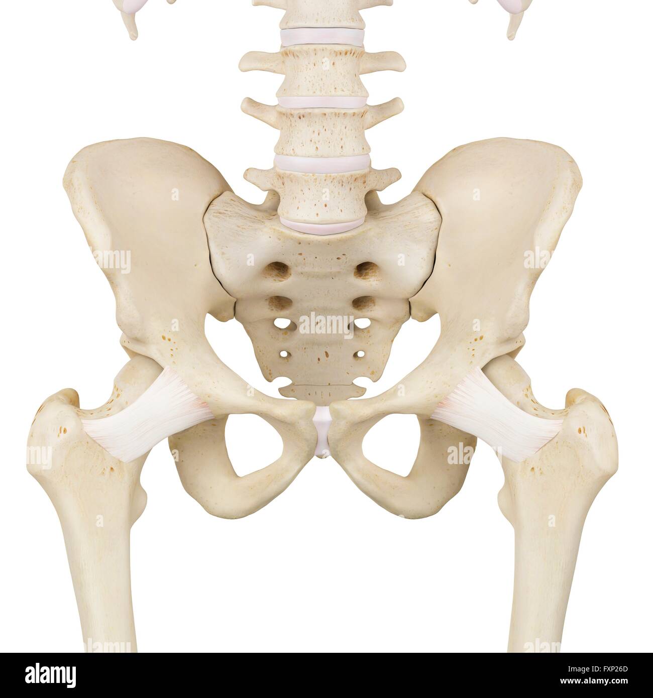 Anatomie Des Menschlichen Beckenknochen Stockfoto Bild Alamy | My XXX ...
