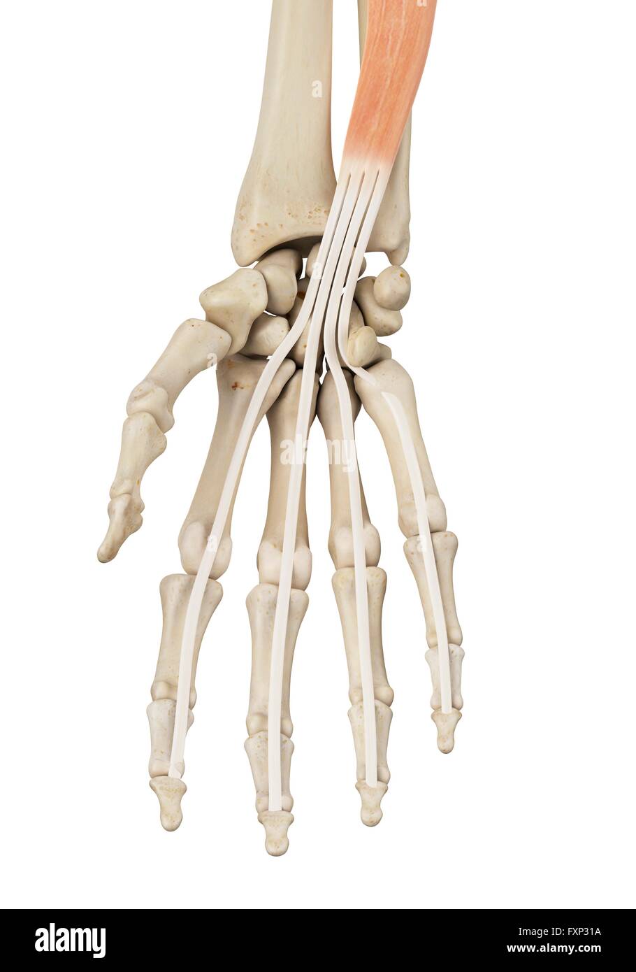 Menschliche Hand Anatomie, Computer Bild. Stockfoto