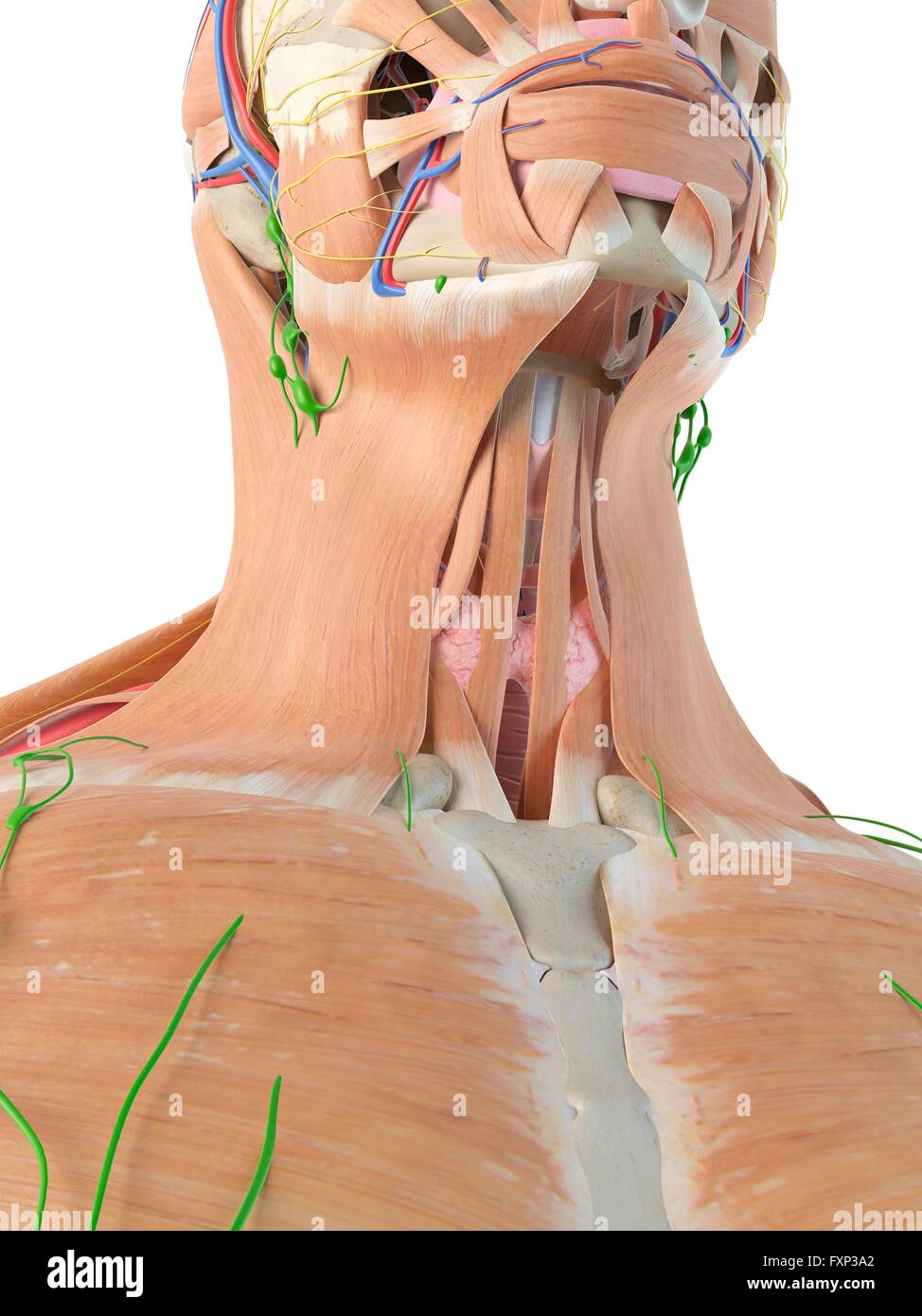 Anatomie des menschlichen Halses, Computer Bild. Stockfoto