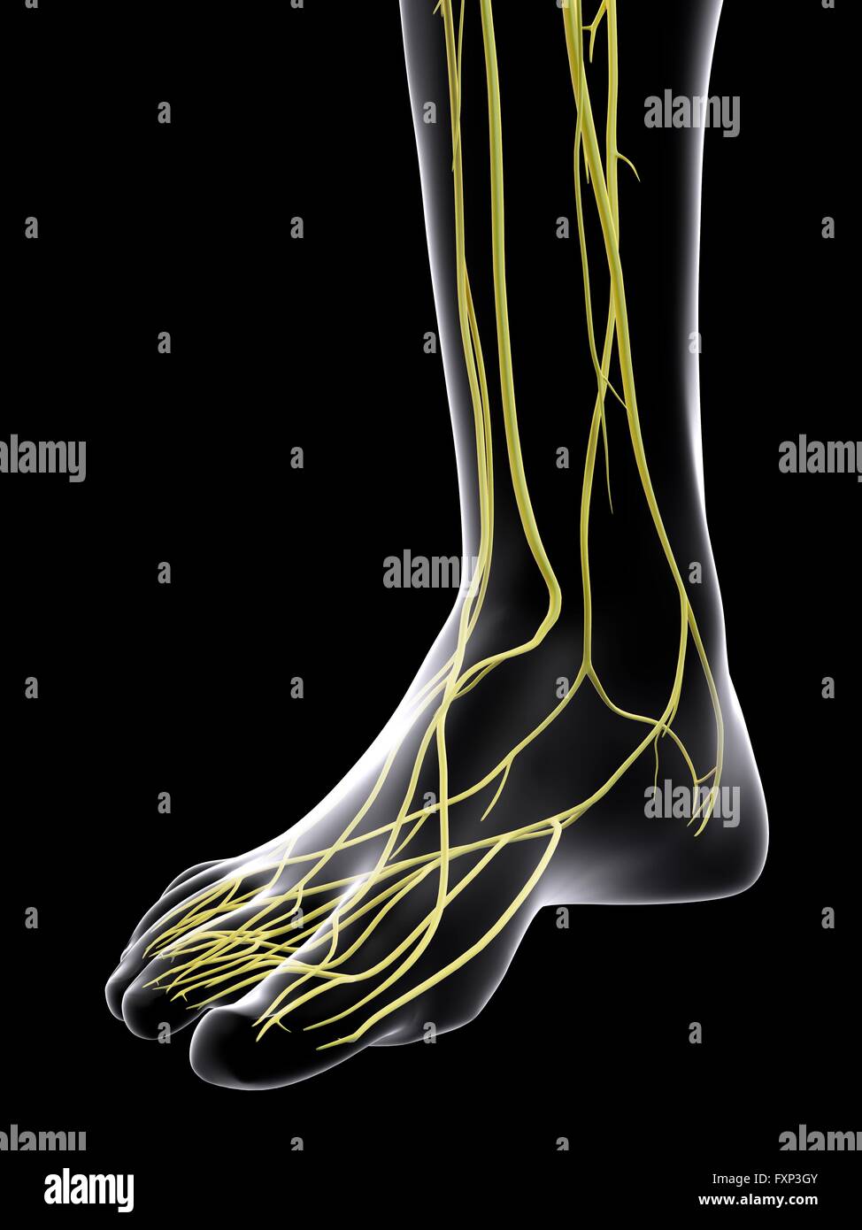 Menschlichen Nervensystem, Computer Bild. Stockfoto