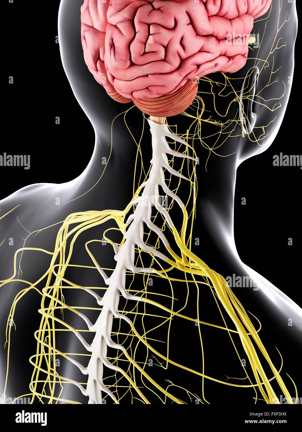 Menschlichen Gehirns und des Rückenmarks, Computer Bild. Stockfoto