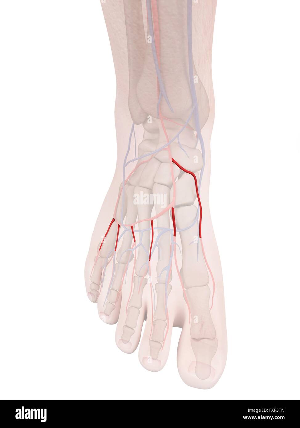 Anatomie des menschlichen Fußes, Computer Bild Stockfotografie - Alamy
