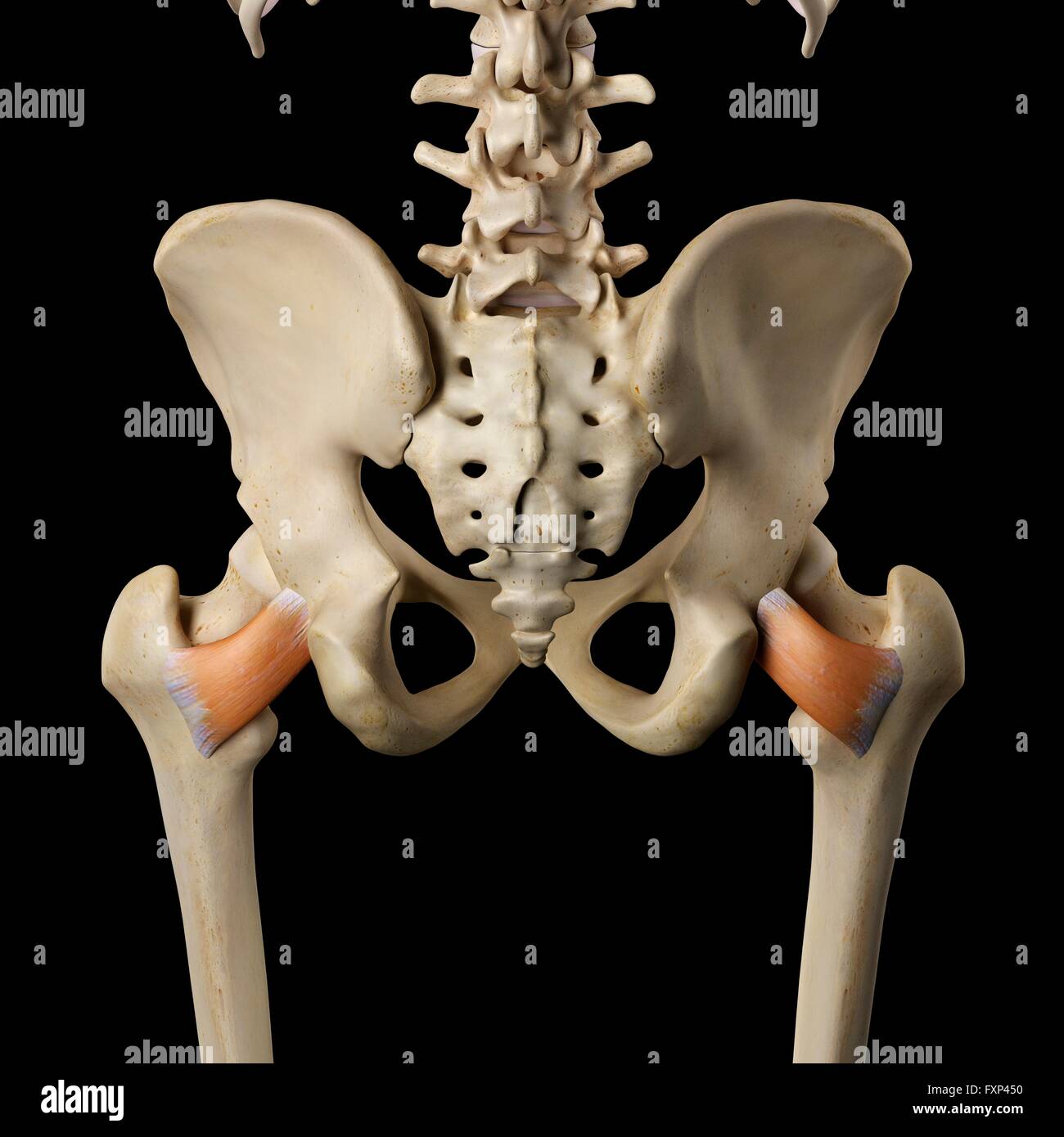 Menschliche Muskeln des Beckens, Computer Bild. Stockfoto Menschliche Muskeln des Beckens, Computer Bild. Stockfoto