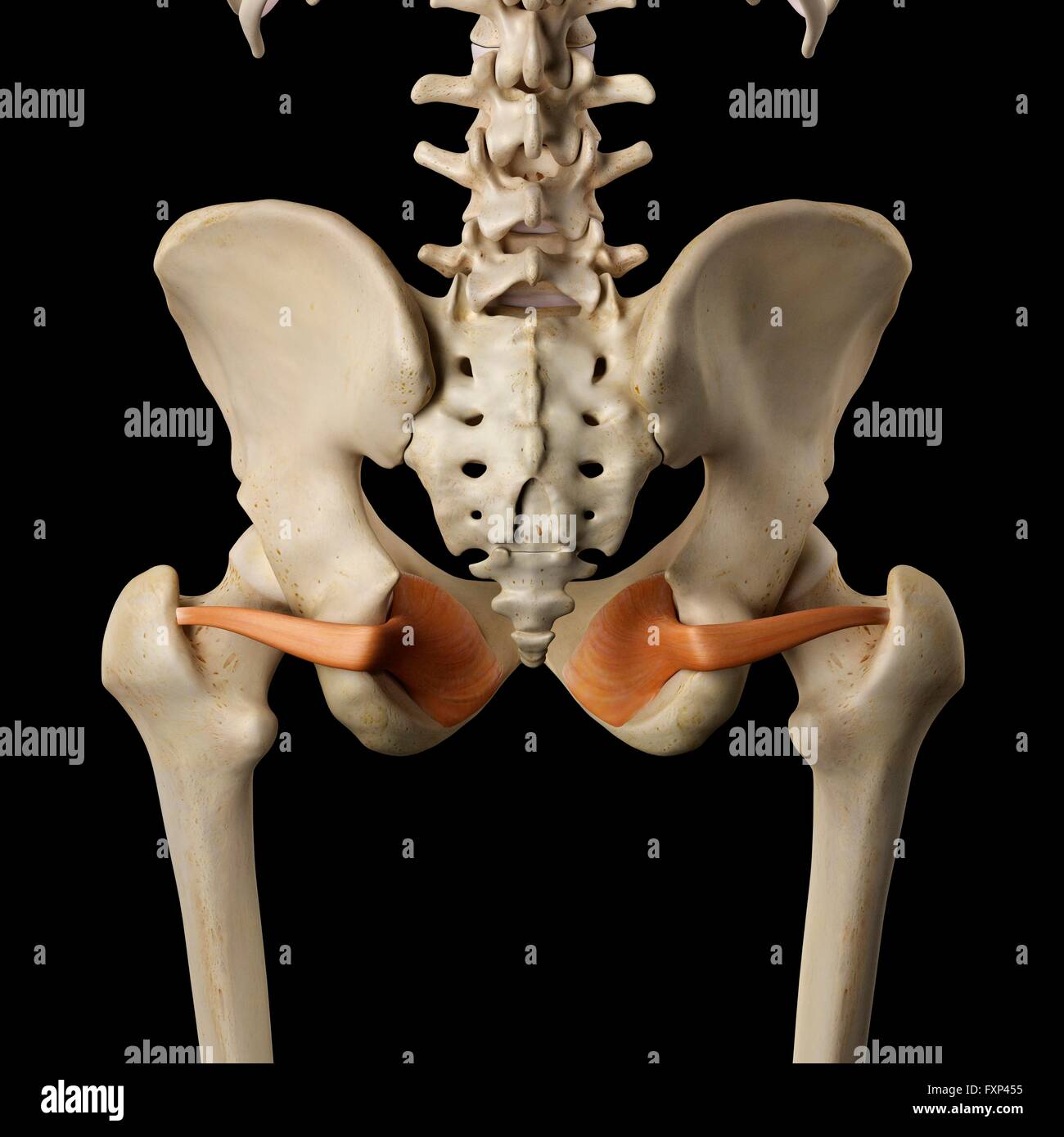 Menschliche Muskeln des Beckens, Computer Bild. Stockfoto Menschliche Muskeln des Beckens, Computer Bild. Stockfoto