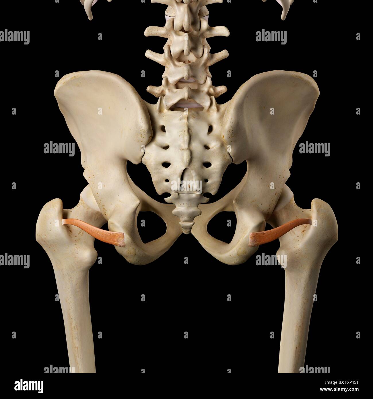 Menschliche Muskeln des Beckens, Computer Bild. Stockfoto Menschliche Muskeln des Beckens, Computer Bild. Stockfoto