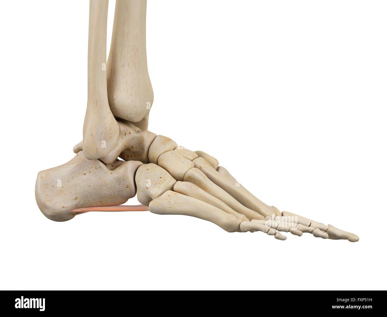 Anatomie des menschlichen Fußes, Computer Bild Stockfotografie - Alamy