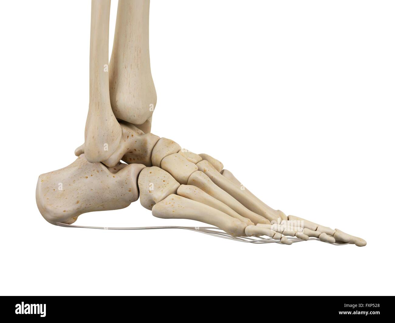 Ligaments Human Foot Illustration Stockfotos & Ligaments Human Foot ...