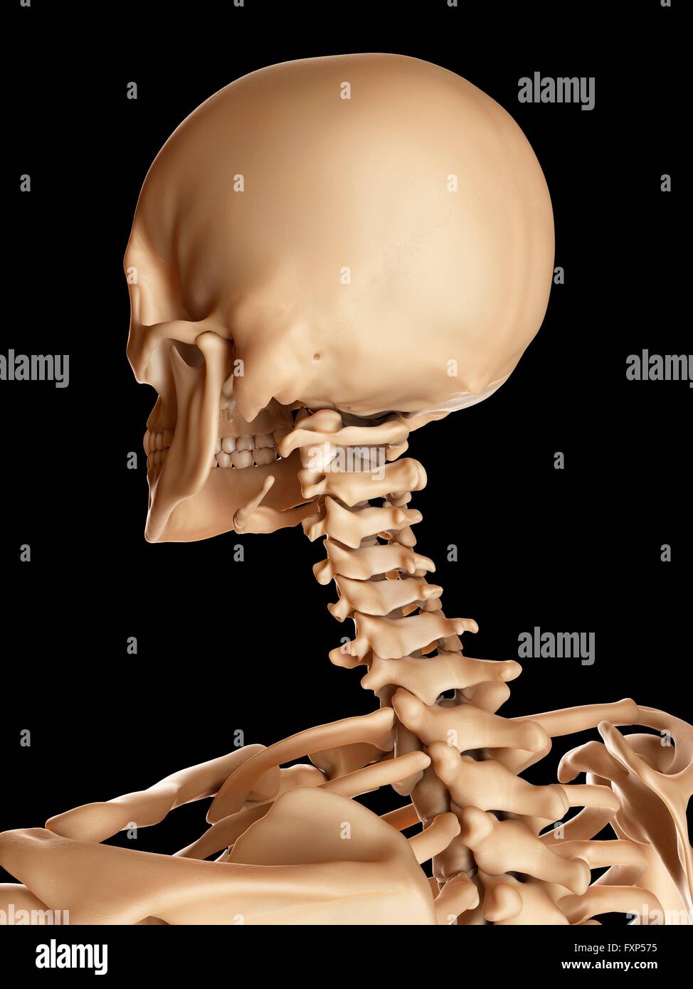 Schädel und Hals Menschenknochen, Computer Bild. Stockfoto