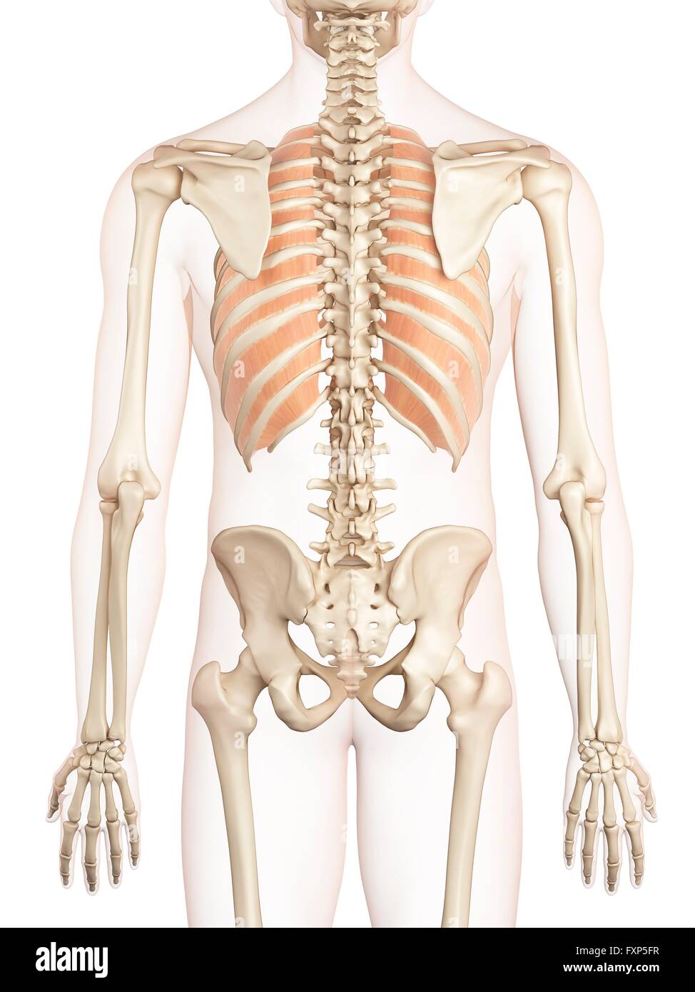 Menschliche Muskeln, Computer Bild. Stockfoto