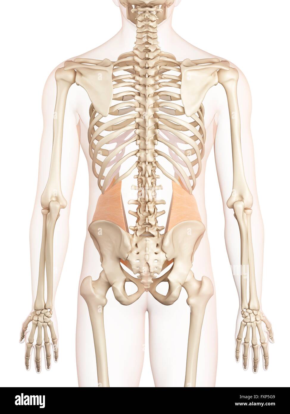 Menschliche Muskeln, Computer Bild. Stockfoto