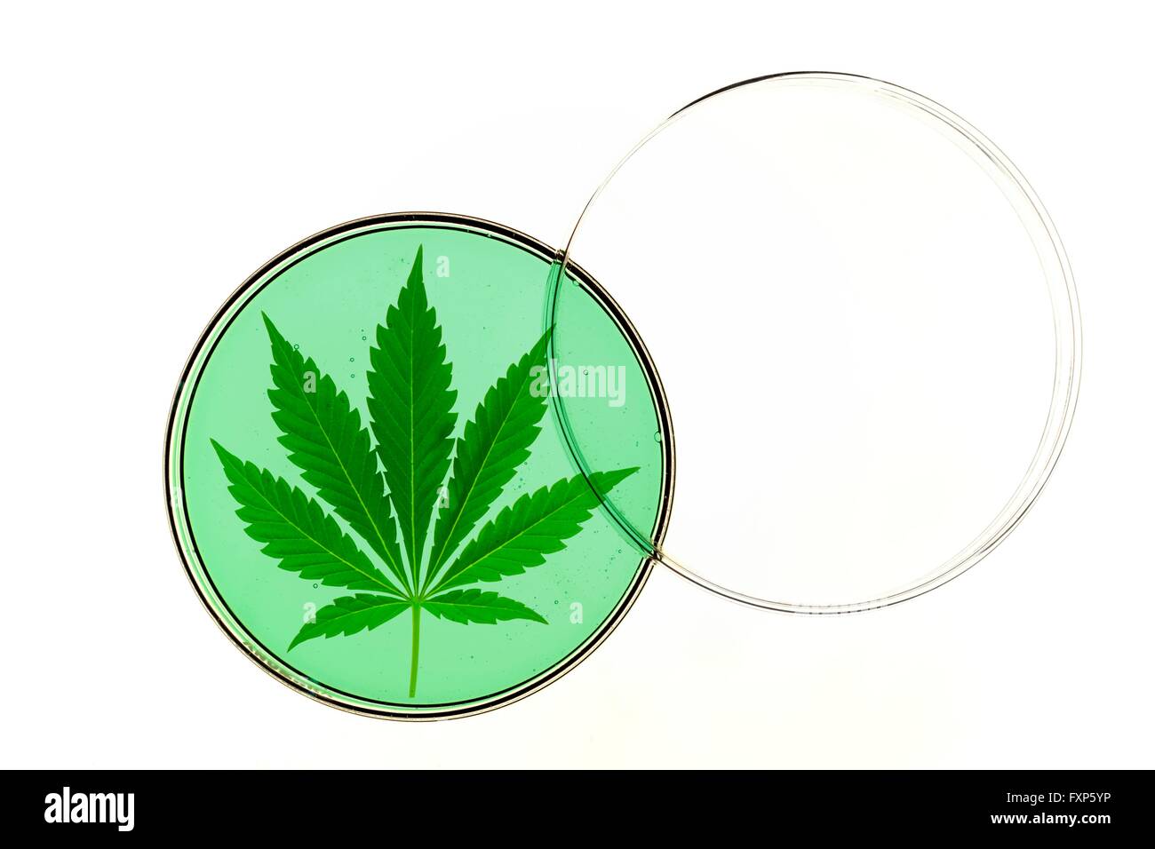 Cannabisblatt in einer Petrischale. Stockfoto